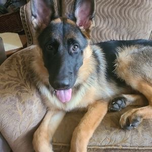 Meet your Posher, Sandy